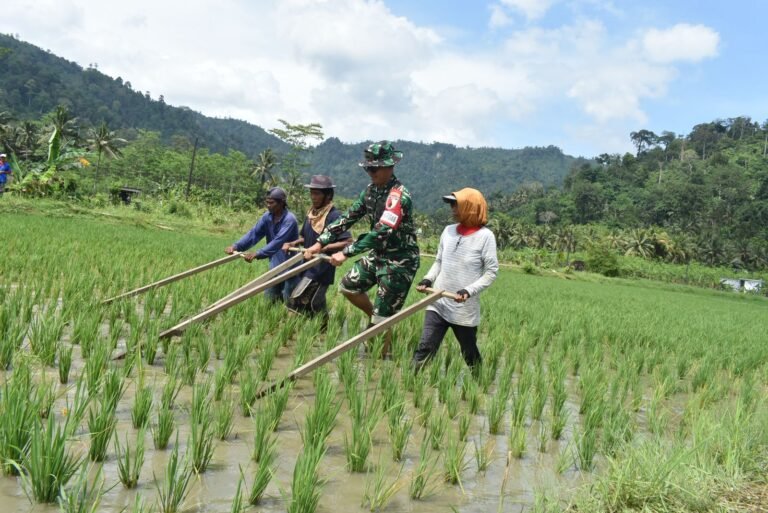 Dansatgas TMMD Ke-126 Kodim 0818/Malang-Batu, Letkol Czi Bayu Nugroho, bersama petani melakukan kegiatan matun pembersihan gulma padi secara tradisional di lahan sawah Desa Lebakharjo