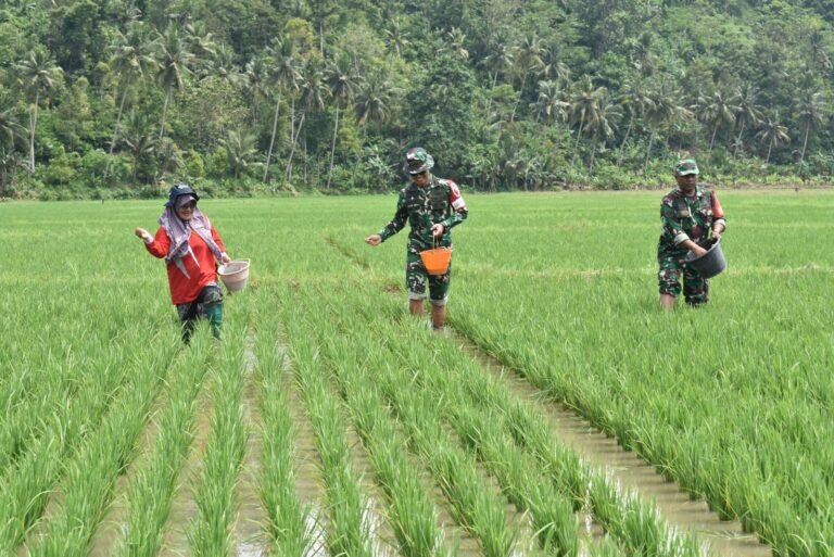 Dandim 0818/Malang-Batu, Letkol Czi Bayu Nugroho, sebagai Dansatgas TMMD Ke-126, memimpin langsung pelaksanaan pemupukan padi bersama kelompok tani
