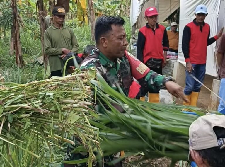 Sebanyak tiga puluhan peserta bimtek budidaya dan pengolahan pakan ternak terjun praktek membuat pakan ternak dalam suasana TMMD 126 Lebakharjo.