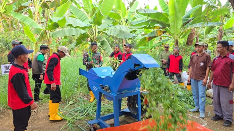 Salah satu kegiatan unggulan dalam program ini adalah pelatihan pembuatan pakan ternak melalui fermentasi yang digelar oleh Dinas Peternakan Kabupaten Malang