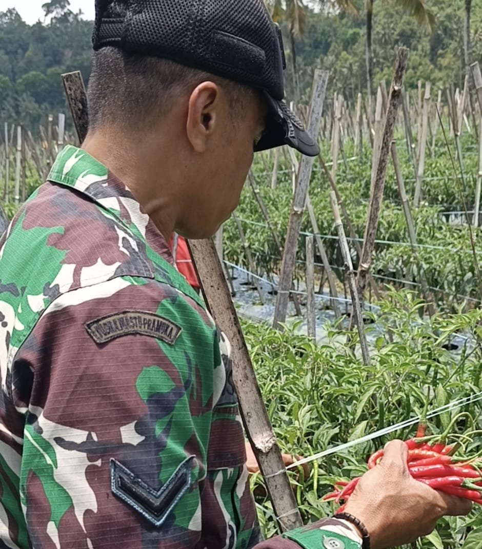 Haru, Serda Israil Turun Bersama Petani Panen Cabai di Lebakharjo ‎