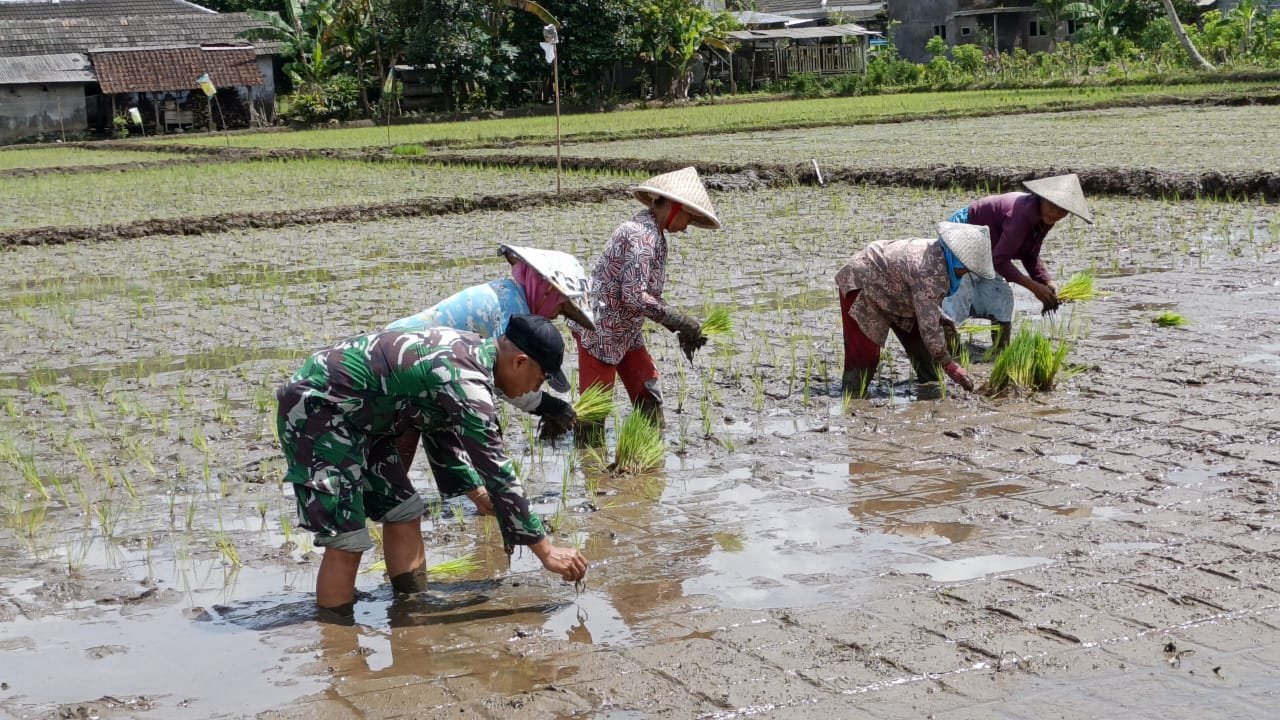 Aktivitas ini bukan sekadar menanam padi, tetapi juga menjadi wujud nyata kedekatan TNI dengan masyarakat.